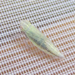 Mocuellus collinus